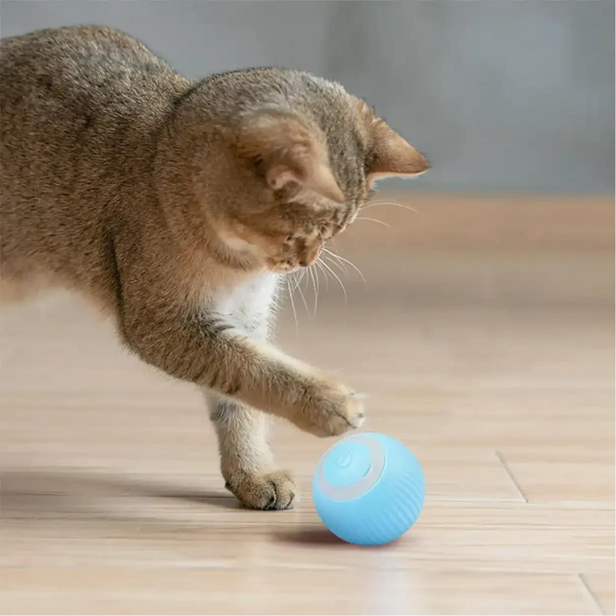 Gato brincando com bola elétrica giratória azul da Decoricasa em piso de madeira