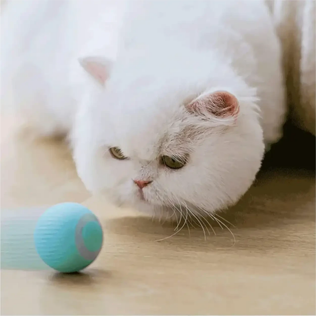 Gato branco observando bola elétrica giratória azul da Decoricasa, brinquedo interativo recarregável para pets