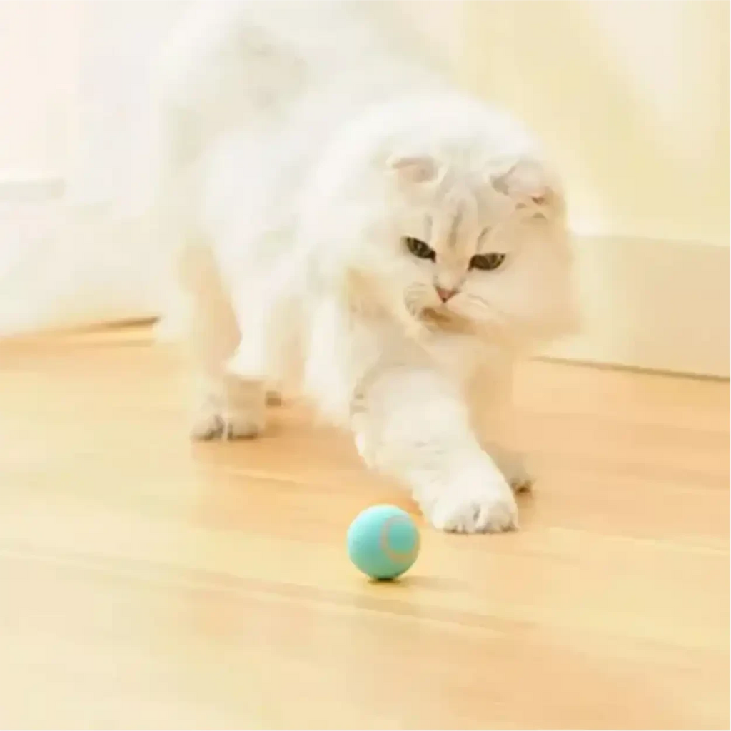 Gato branco de pelos longos brincando com a bola elétrica giratória Decoricasa azul em piso de madeira