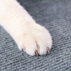 Pata de gato com unhas aparentes sobre tecido cinza, ilustrando o uso do protetor de sofá Decoricasa